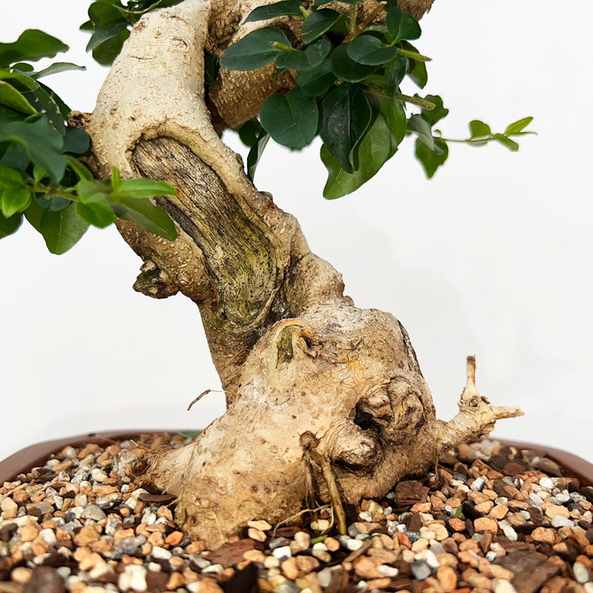 Imported Chinese Privet (ligustrum) In a Yixing Ceramic Pot (No. 9019) 