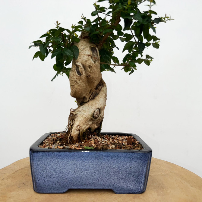 Imported Chinese Privet (ligustrum) In a Yixing Ceramic Pot (No. 9021) 