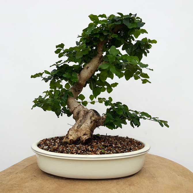 Imported Chinese Privet (ligustrum) In a Japanese Ceramic Pot (No. 9025) 