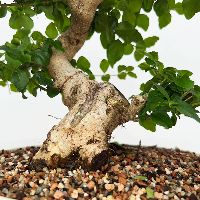 Imported Chinese Privet (ligustrum) In a Japanese Ceramic Pot (No. 9025) 