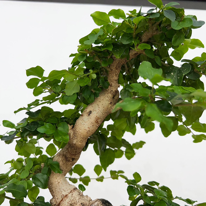 Imported Chinese Privet (ligustrum) In a Japanese Ceramic Pot (No. 9025) 