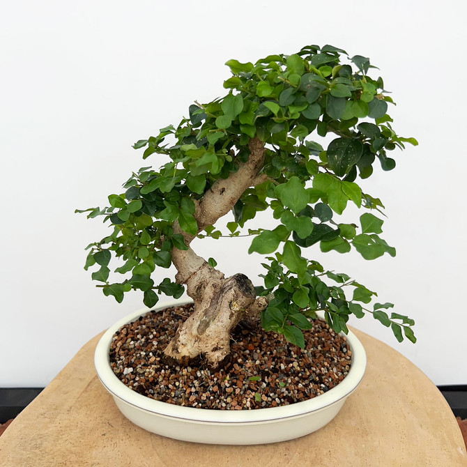 Imported Chinese Privet (ligustrum) In a Japanese Ceramic Pot (No. 9025) 