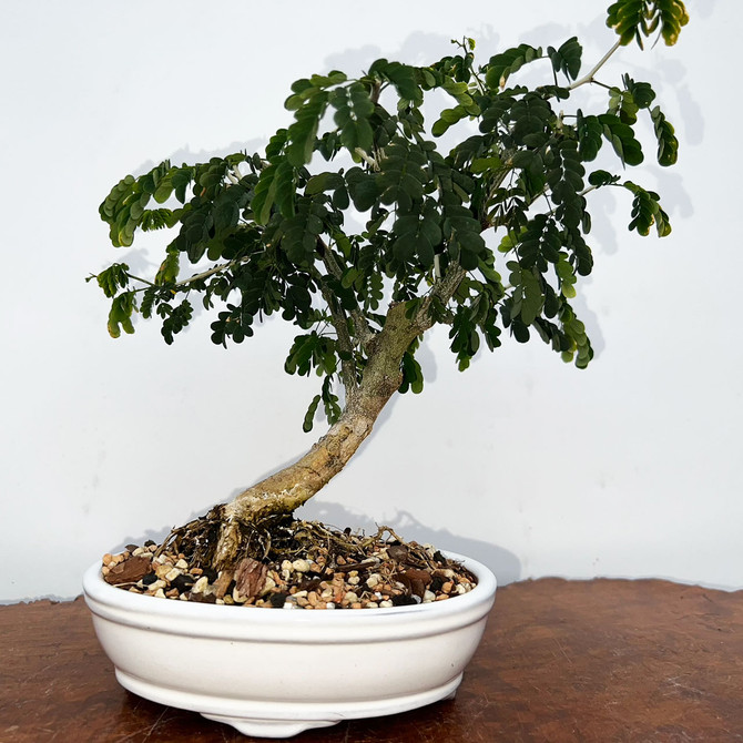 Brazilian Rain Tree In a Yixing Ceramic Pot No. 9053