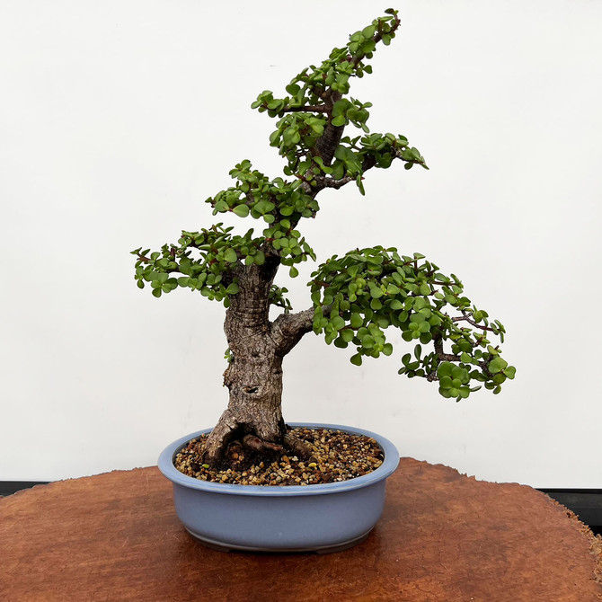 Mature Jade with Fat Trunk in a Glazed Japanese Ceramic Pot No. 9110)