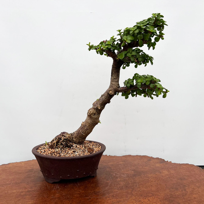 Semi-Cascade Jade in an Unglazed Yixing Ceramic Pot No. 9147