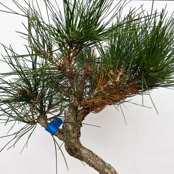 Japanese Black Pine with Potential. In a Plastic Grow Pot (7946)