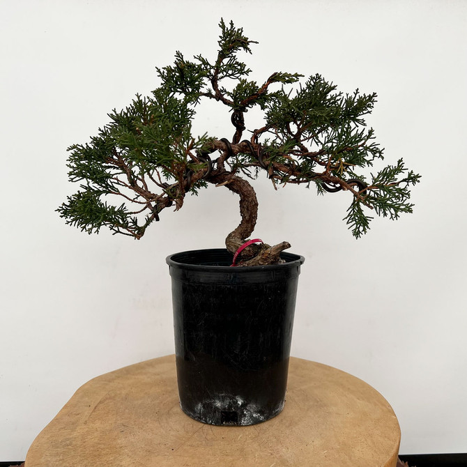 Styled Shohin Shimpaku 'Kishu' Juniper in a Grow Pot  (No. 10438)