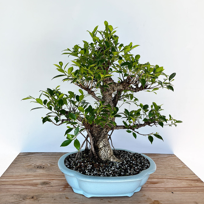 Large Imported Tiger Bark Ficus In Glazed Yixing Ceramic Pot (No. 1314)