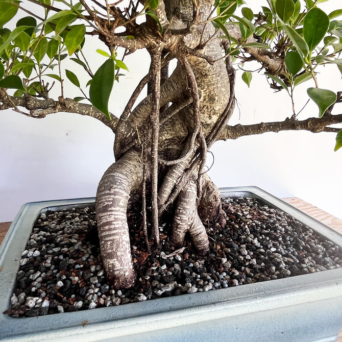 Large Imported Tiger Bark Ficus In Glazed Yixing Ceramic Pot (No. 1319)