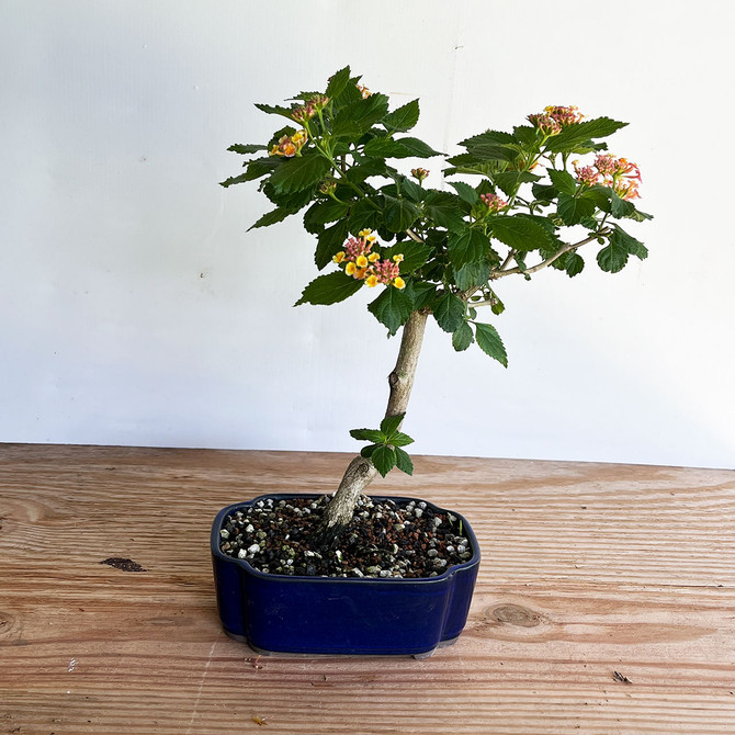 Flowering Lantana Tree In a Japanese Glazed Ceramic Pot No. 1320