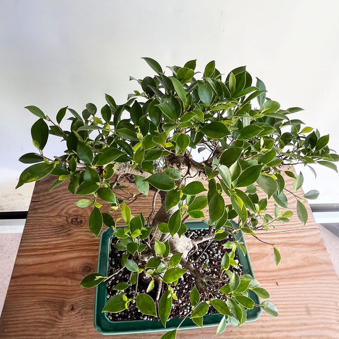 Large Imported Tiger Bark Ficus In Glazed Yixing Ceramic Pot (No. 1321)