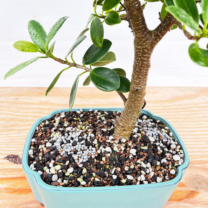 Elegant Green Island Ficus In Glazed Japanese Ceramic Pot (No. 1337)