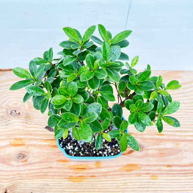 Elegant Green Island Ficus In Glazed Japanese Ceramic Pot (No. 1337)