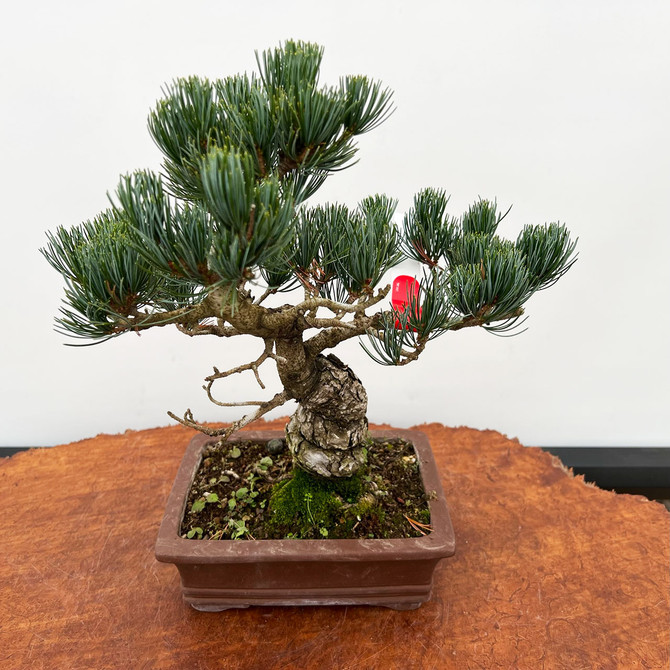 Imported Japanese White Pine "Five Needle" (No. 2077)