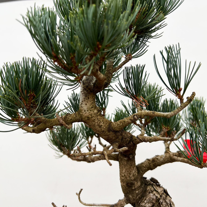 Imported Japanese White Pine "Five Needle" (No. 2077)