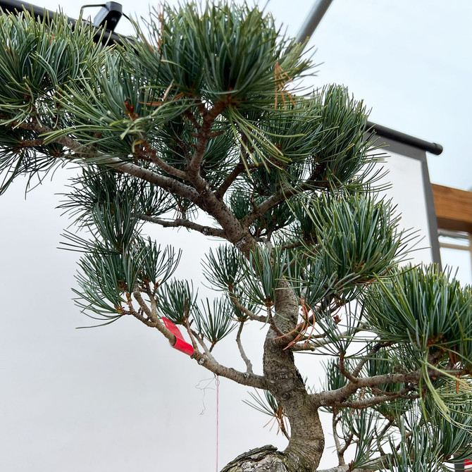 Imported Japanese White Pine "Five Needle" (No. 6850)