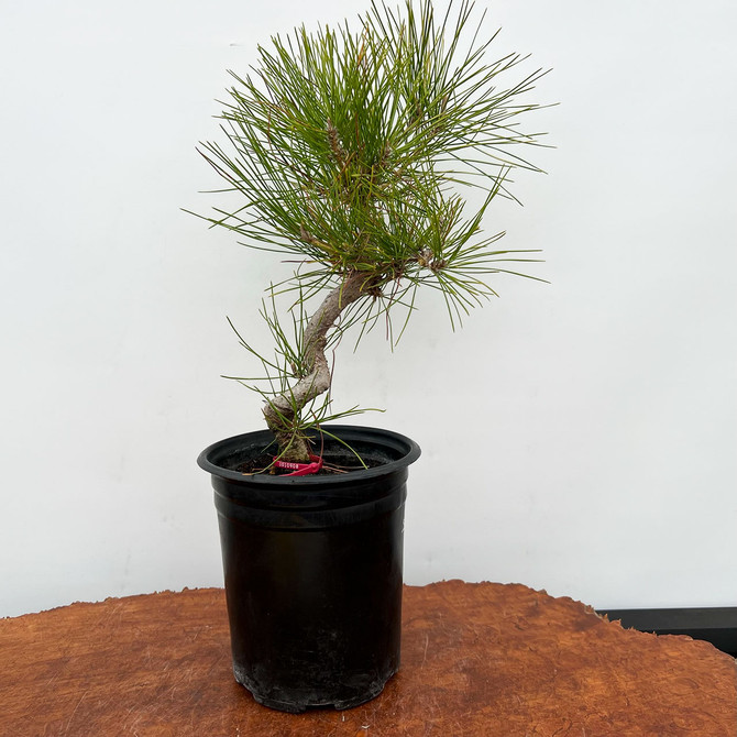 Seed Grown Japanese Black Pine 'mikawa' in a Grow Pot  (No. 10908)