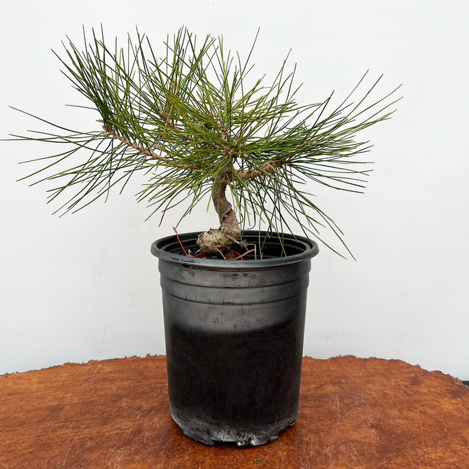 Seed Grown Japanese Black Pine 'mikawa' in a Grow Pot  (No. 10896)