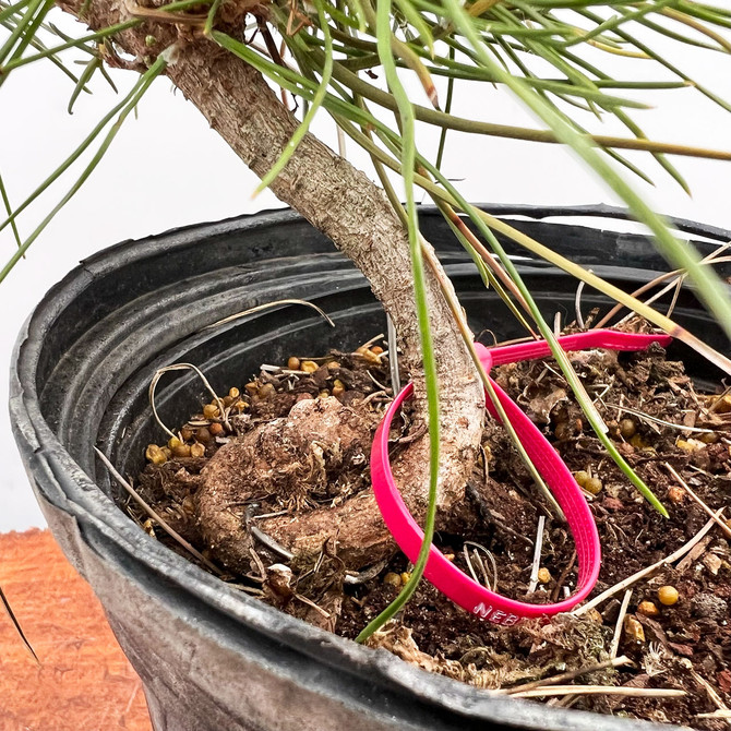 Seed Grown Japanese Black Pine 'mikawa' in a Grow Pot  (No. 10864)