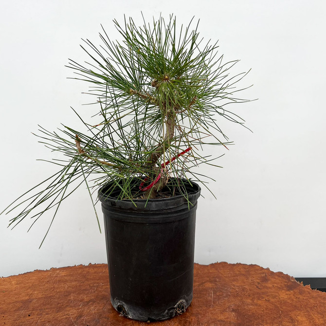 Seed Grown Japanese Black Pine 'mikawa' in a Grow Pot  (No. 10859)