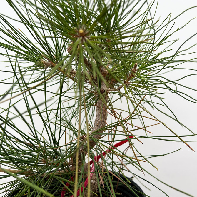 Seed Grown Japanese Black Pine 'mikawa' in a Grow Pot  (No. 10859)