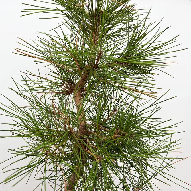 Seed Grown Japanese Black Pine 'mikawa' in a Grow Pot  (No. 10440)