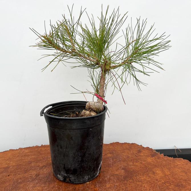 Seed Grown Japanese Black Pine 'mikawa' in a Grow Pot  (No. 10483)