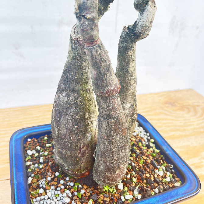 Previously Twisted Money Tree is Japanese Glazed Ceramic Pot (No. 1345)