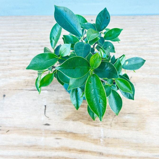 Shohin Ficus Microcarpa 'Ginseng' in Japanese Glazed Ceramic Pot (No. 1357)