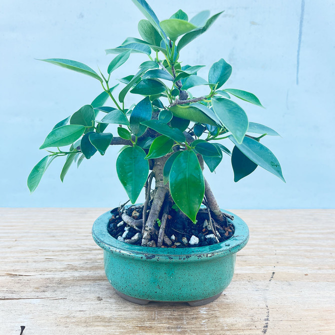 Shohin Ficus Microcarpa 'Ginseng' in Japanese Glazed Ceramic Pot (No. 1357)