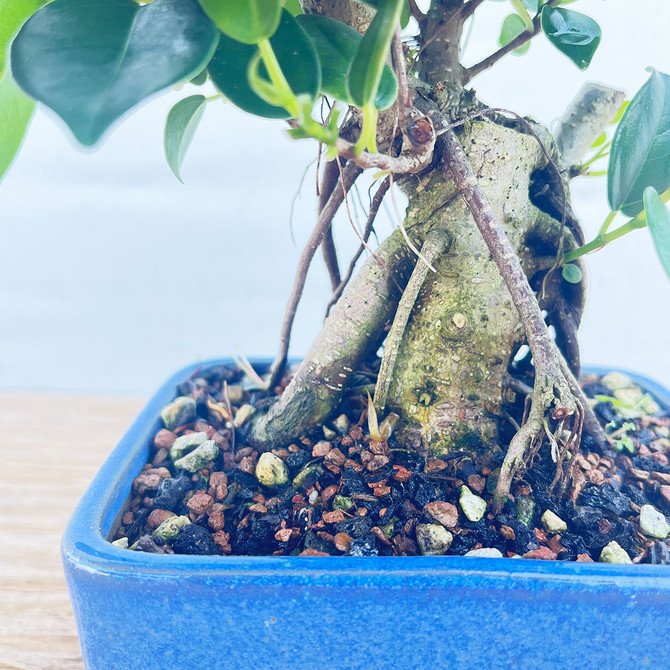 Shohin Ficus Microcarpa 'Ginseng' in Japanese Glazed Ceramic Pot (No. 1359)