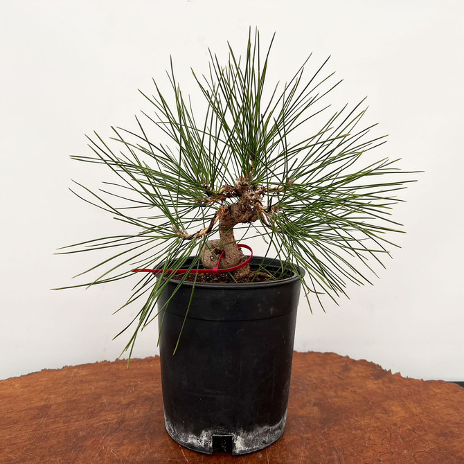 Pot Grown Shohin Japanese Black Pine (No. 10848)