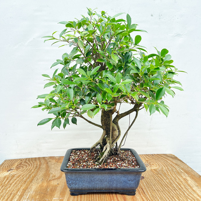 Large Imported Tiger Bark Ficus In Speckled Glazed Yixing Ceramic Pot (No. 1366)