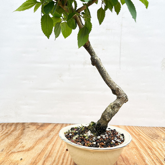 Stunning Flowering Lantana Tree In a Japanese Glazed Ceramic Pot No. 1367