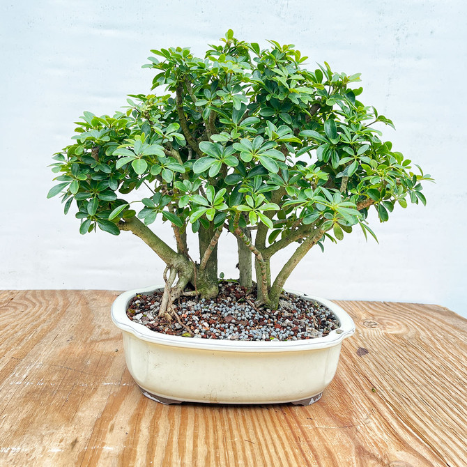 Jungle Style Hawaiian Umbrella in a Glazed Japanese Ceramic Pot (No. 1370)