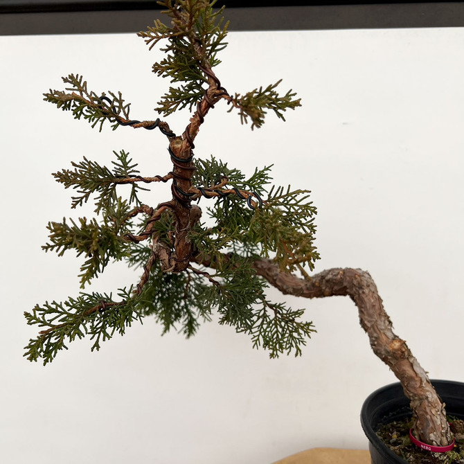 Twisted and Styled 'kishu' Shimpaku Juniper (No. 10016)