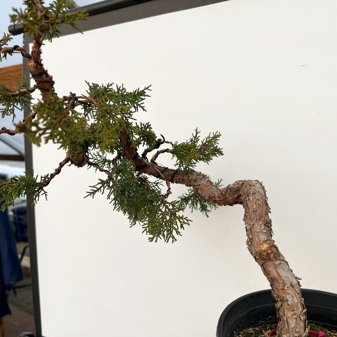 Twisted and Styled 'kishu' Shimpaku Juniper (No. 10016)