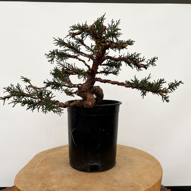 Twisted and Styled 'kishu' Shimpaku Juniper (No. 10425)