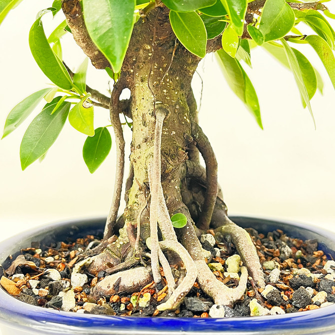 Shohin Ficus Microcarpa 'Ginseng' in Japanese Glazed Ceramic Pot (No. 1402)