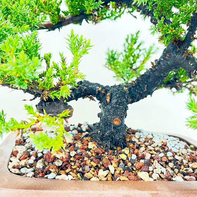 Classic Juniper Procumbens 'nana' In Unglazed Ceramic Pot(No. 1410)