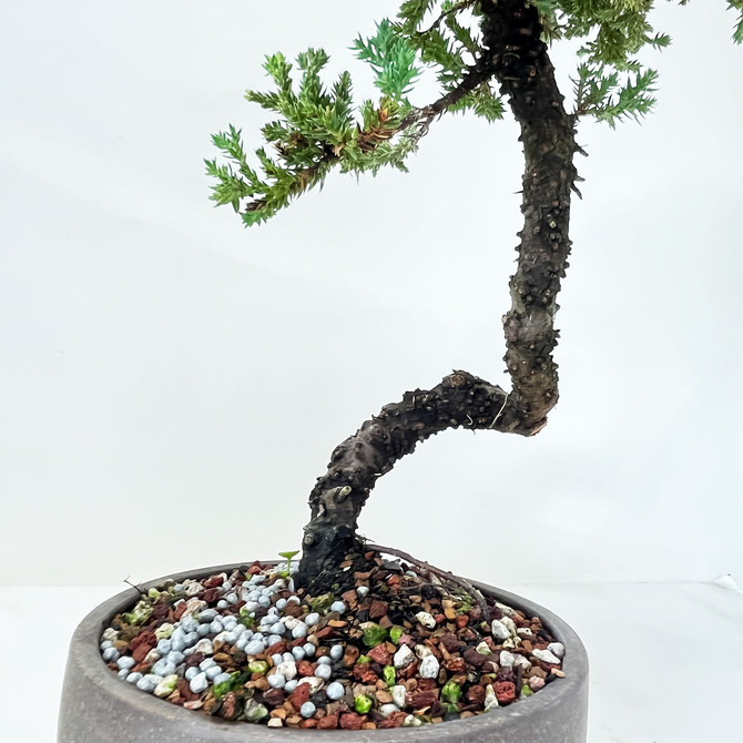 10+ Year Old Classic Juniper 'Procumbens nana' In Unglazed Ceramic Pot(No. 1418)