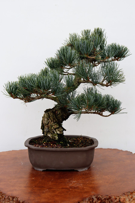 Imported Japanese White Pine "Five Needle" (No. 7765)
