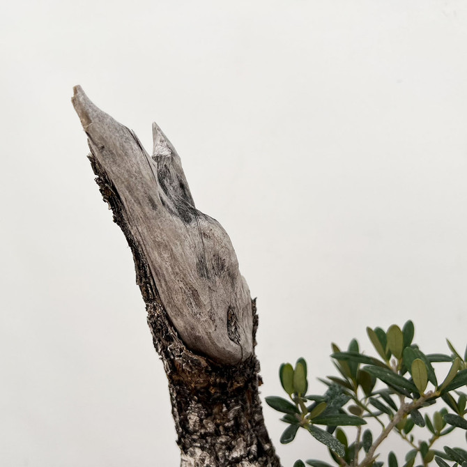 Old Collected Olive In an Unglazed Yixing Ceramic Pot (No. 7482)