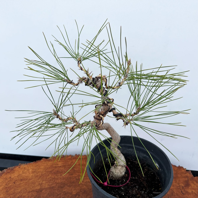 Seed Grown Shohin Japanese Black Pine 'Mikawa' No. 10898