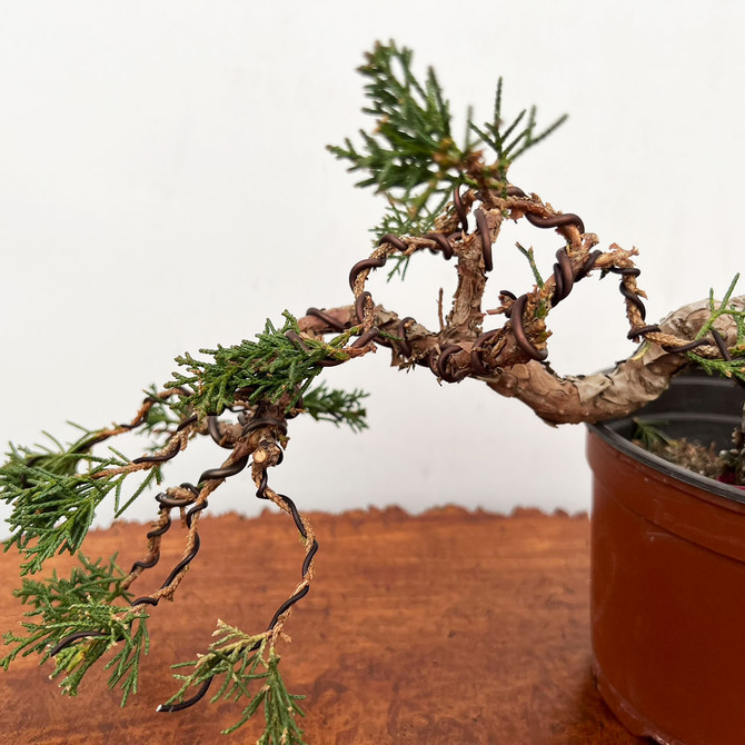 Styled Shohin Shimpaku 'Kishu' Juniper in a Grow Pot  No. 10073