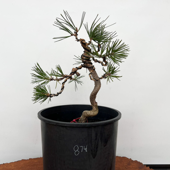 Styled Japanese Black Pine with Mature Trunk  No. 10874