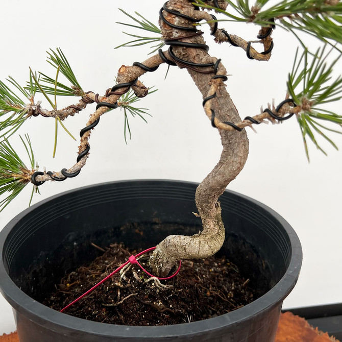 Styled Japanese Black Pine with Mature Trunk  No. 10874