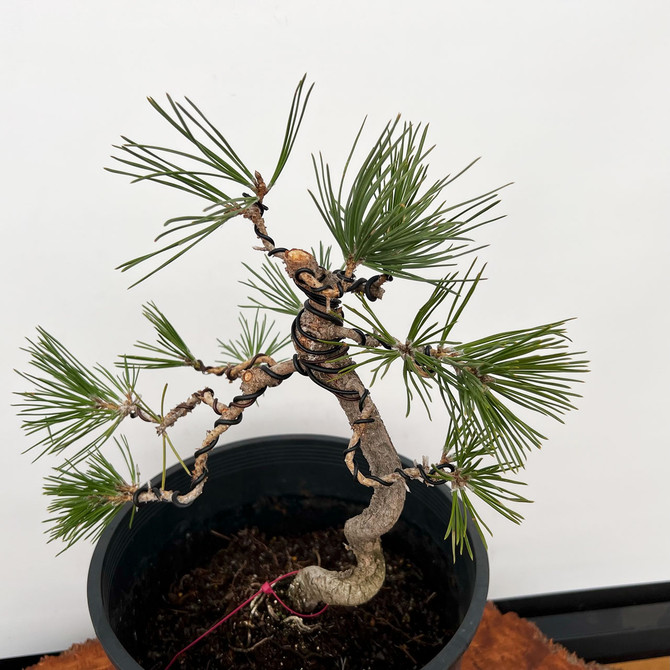 Styled Japanese Black Pine with Mature Trunk  No. 10874