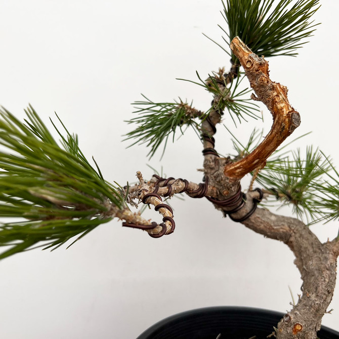 Styled Japanese Black Pine with Mature Trunk  No. 10337