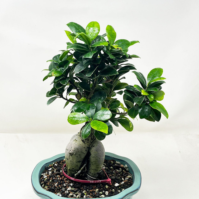 Ficus Microcarpa 'Ginseng' in Japanese Glazed Ceramic Pot (No. 11448)